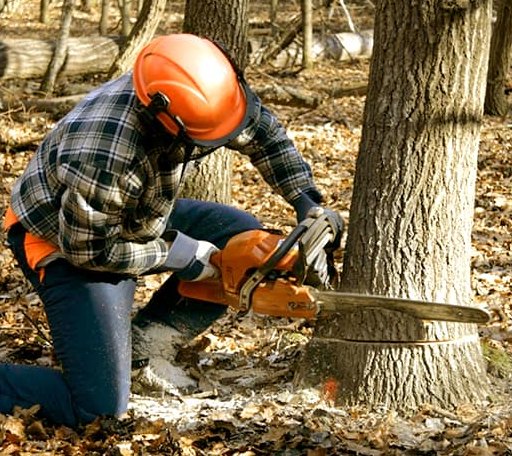 Tree Removal in Newbury, NH